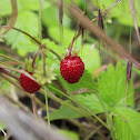 Wild Strawberry