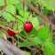 Wild Strawberry
