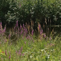 Purple loosestrife