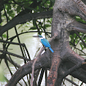 Collared Kingfisher