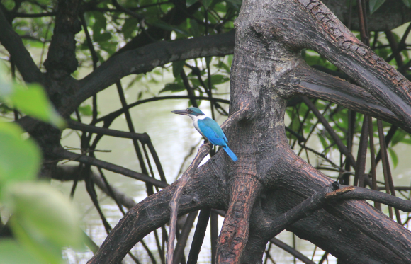 Spotting Image 1