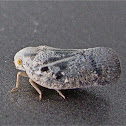 Citrus Flatid Planthopper
