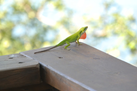 Spotting Image 1