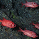Squirrelfish