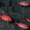 Squirrelfish