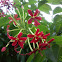 Rangoon Creeper