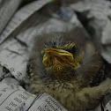 House Sparrow
