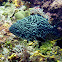 Black grouper