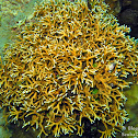 Fire Coral