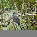 Mangrove Black Hawk