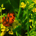 Peacock pansy