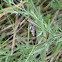 american snout butterfly