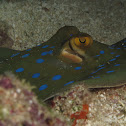 Bluespotted Ribbontail Ray