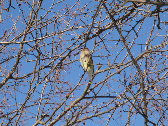Spotting Image 1