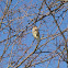 Cedar Waxwing