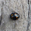 Spotted Lady Beetle
