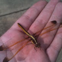 Dragon fly