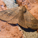 Red-lined panopoda