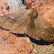 Red-lined panopoda