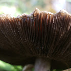 meadow mushroom