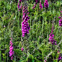 Foxglove