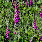 Foxglove