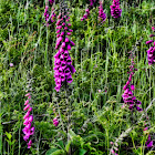 Foxglove