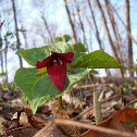 Purple Trillium