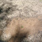 Leafcutter Ants