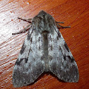 Moth