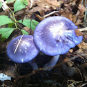 indigo milk cap