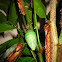 Chrysalid and caterpillars