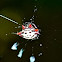 Spiny Back Orb Weaver