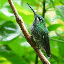 Green-crowned Brilliant