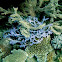 Staghorn coral