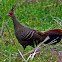 Khaleej Pheasant