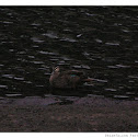 Pacific Black Duck