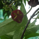 Basket Flower