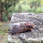 Cicada
