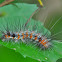 Caterpillar