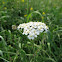 Yarrow