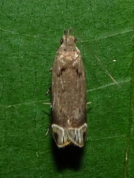 Spotting Image 1