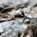 Pika
