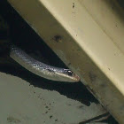 Southern Black Racer