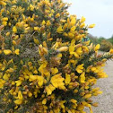 Common Gorse