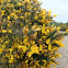 Common Gorse