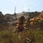 Orbweaver