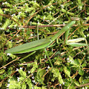 Praying mantis