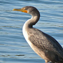 Double-crested Cormarant