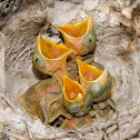 Great Grey Shrike Chicks
